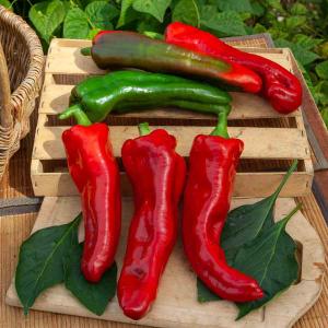 Poivron Doux Spadi HF1 - Graines d'Exception